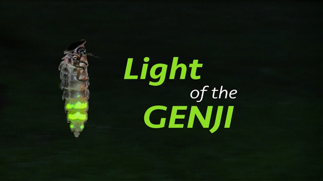 Light of the Genji
