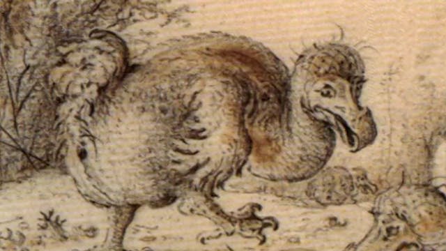 PREVIEW Return of the Dodo