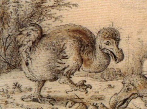 PREVIEW Return of the Dodo