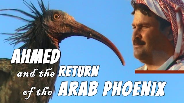 Ahmed and the Return of the Arab Phoenix