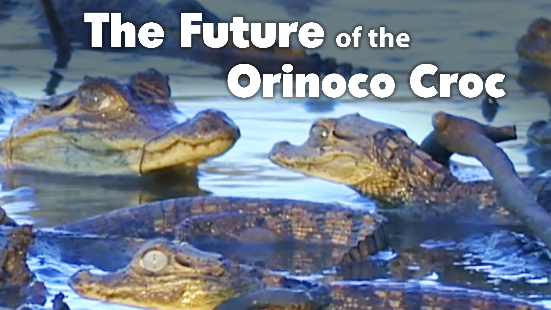 The Future of the Orinoco Croc