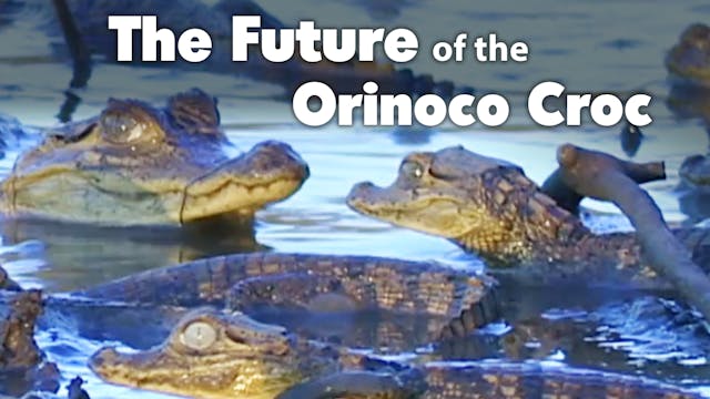 The Future of the Orinoco Croc
