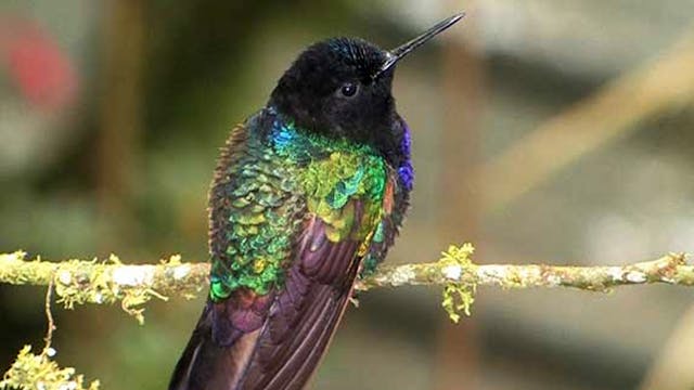 PREVIEW Stunning Hummingbirds