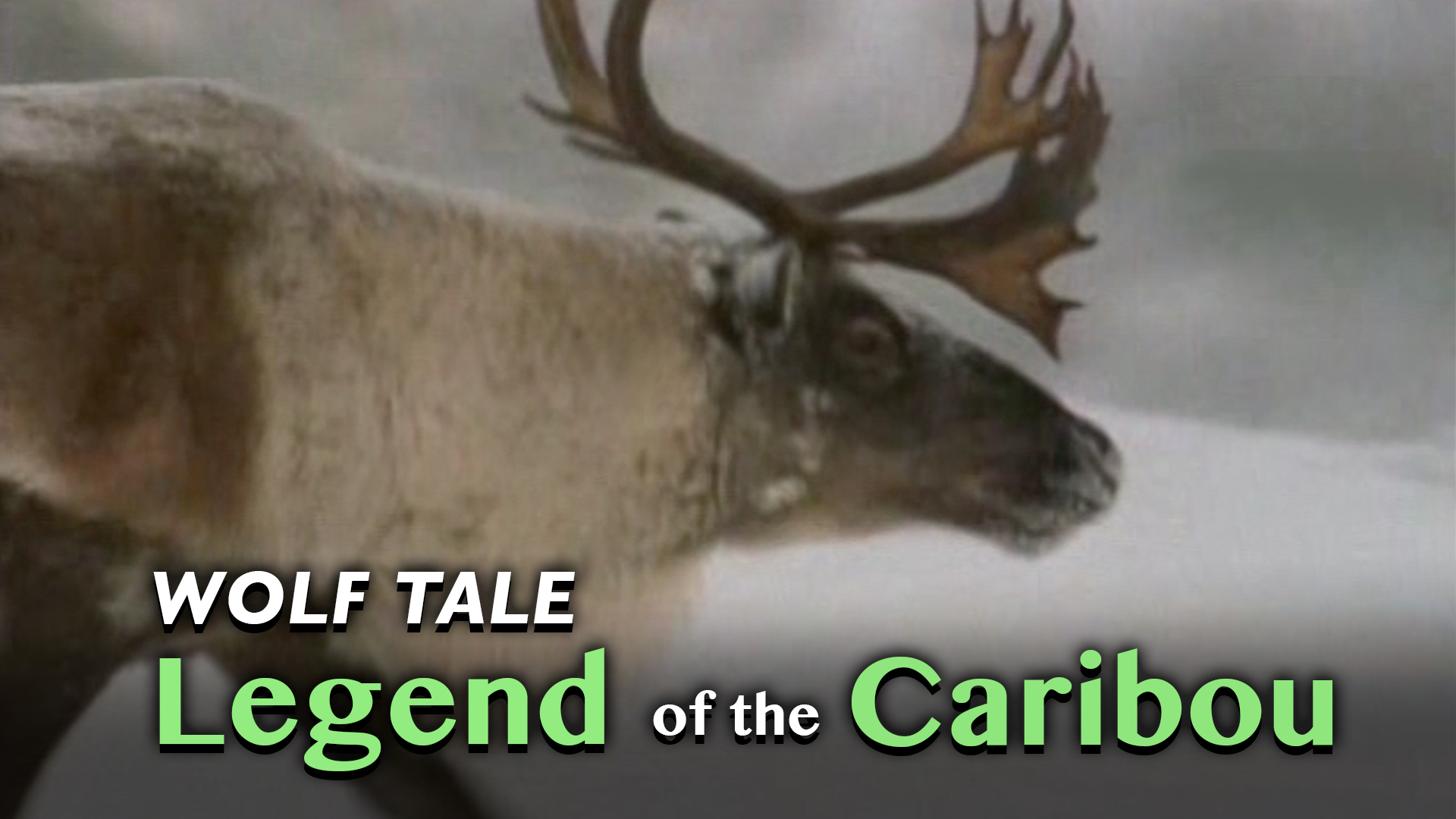 Wolf Tale: Legend of the Caribou