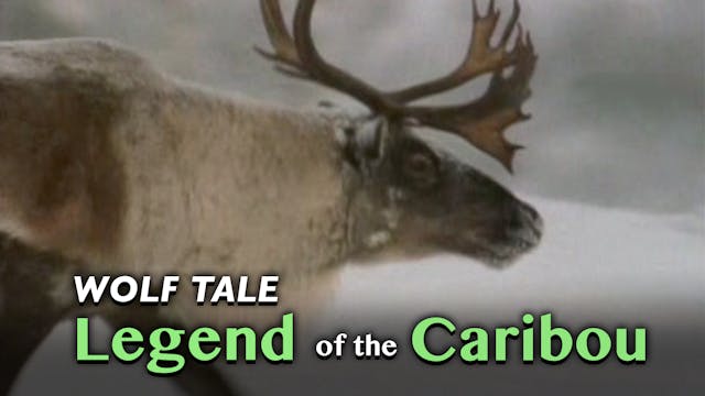 Wolf Tale: Legend of the Caribou