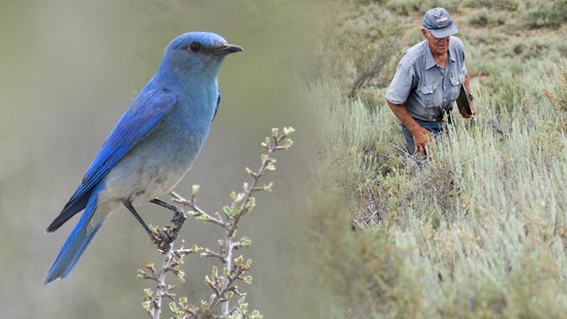 TRAILER BLUEBIRD MAN