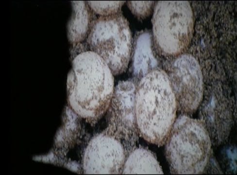 Aamakaar-Turtle-People-Preview