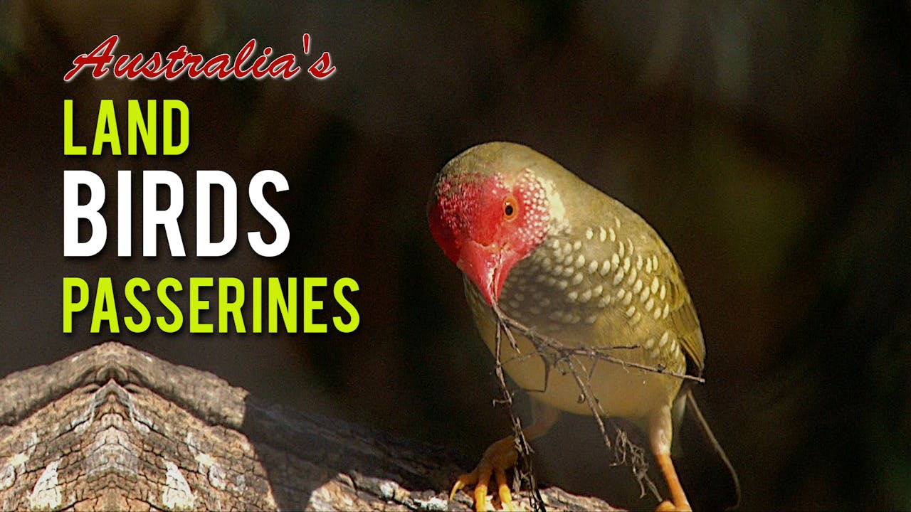 AUSTRALIA'S LAND BIRDS: Passerines