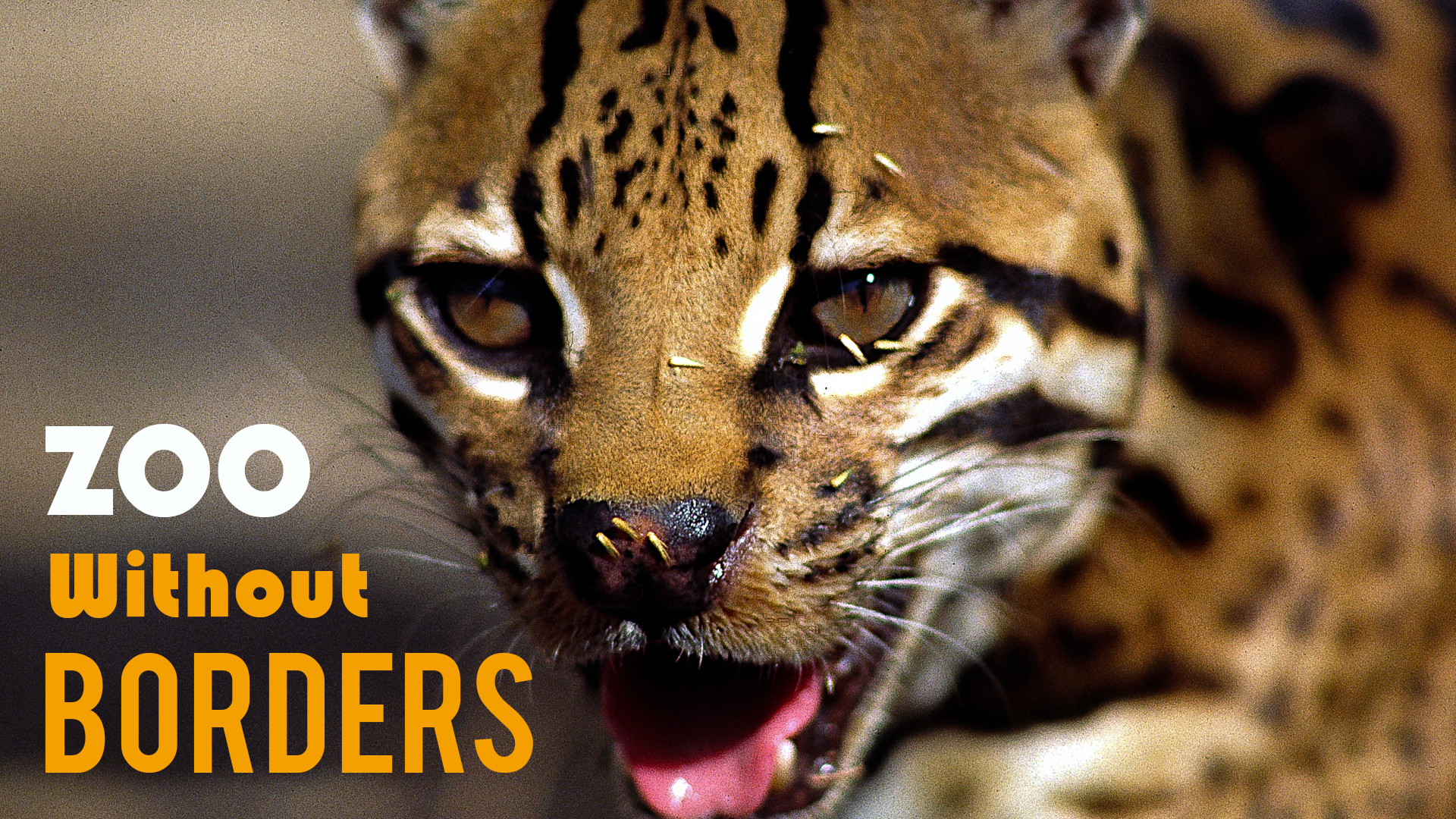 Zoo Without Borders