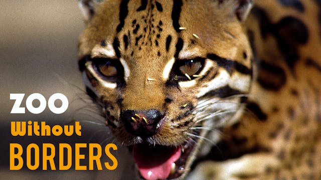 Zoo Without Borders