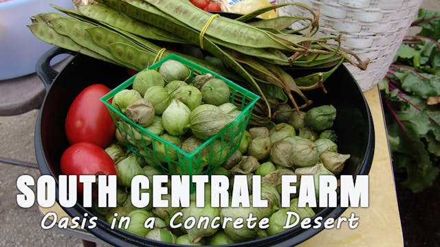 South Central Farm: Oasis in a Desert