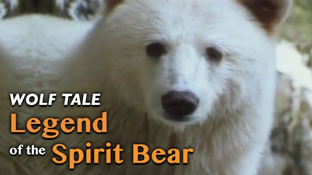 WOLF TALES: Legend of the Spirit Bear