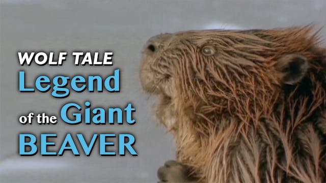 Wolf Tale: Legend of the Giant Beaver