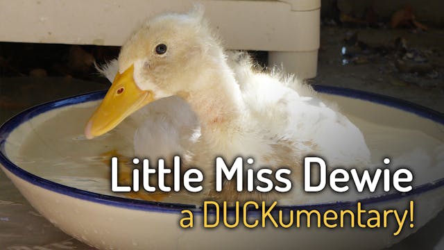 LITTLE MISS DEWIE: a DUCKumentary