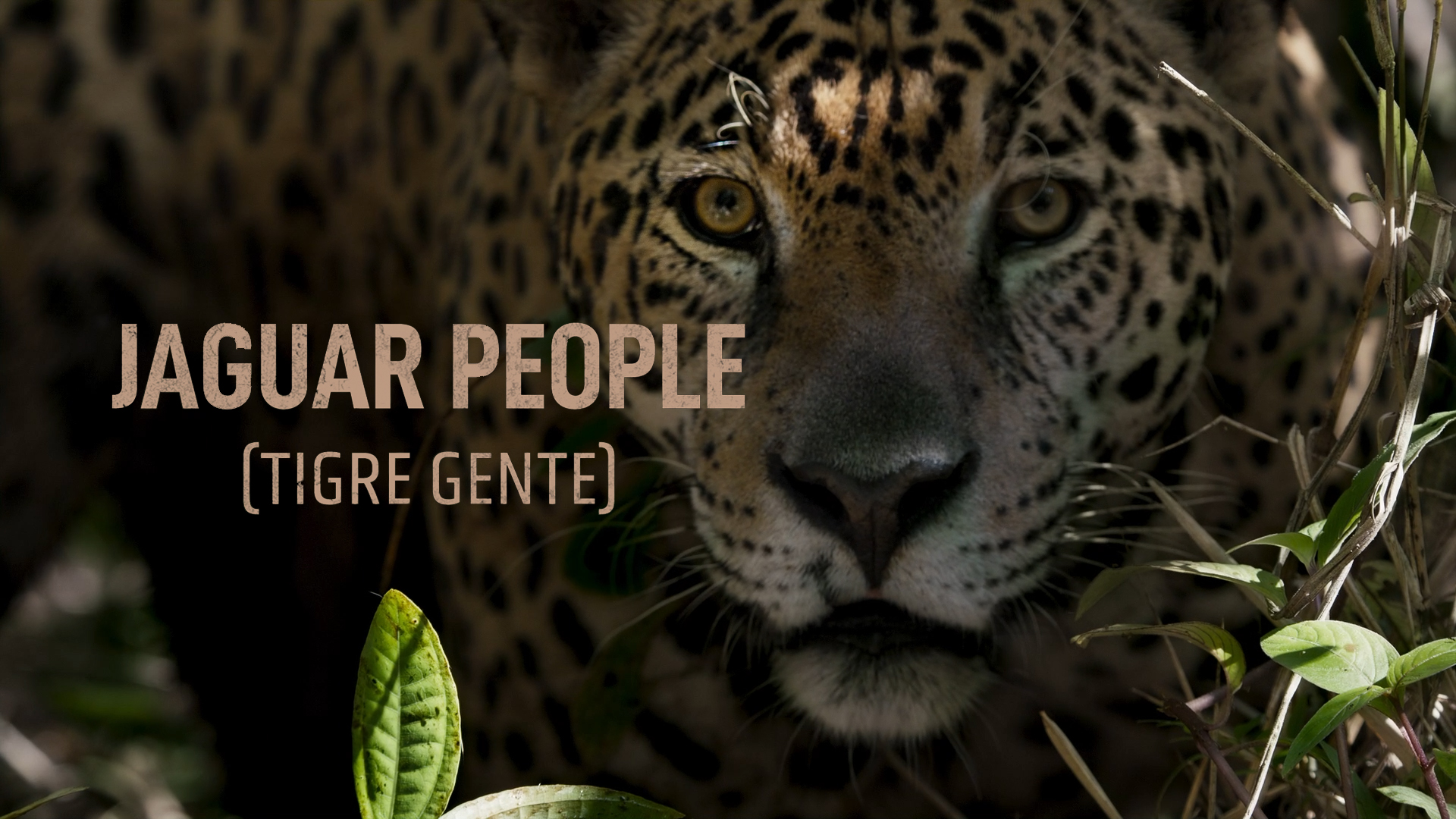 Jaguar People (Tigre Gente) EDU