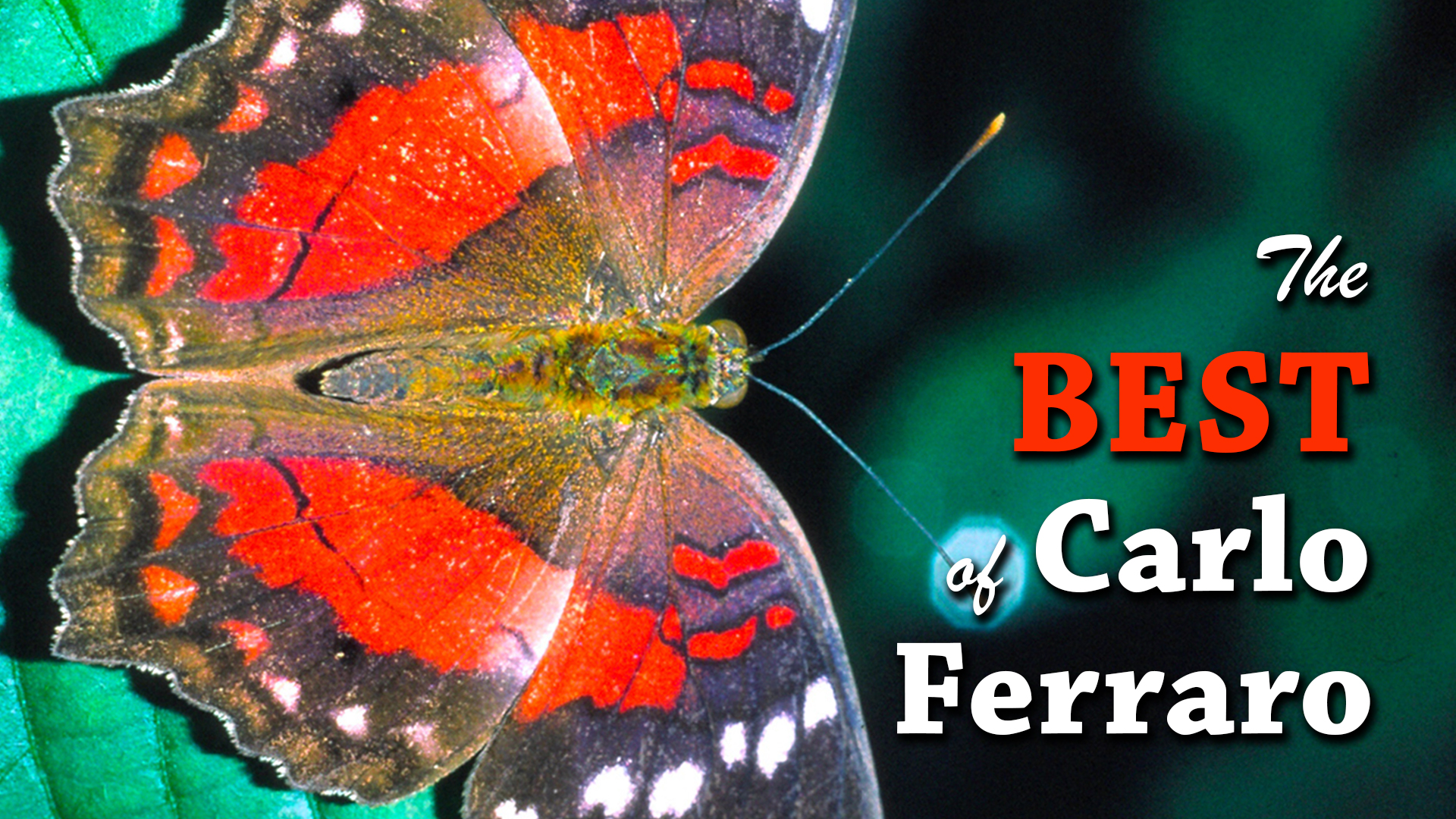 The Best of Carlo Ferraro