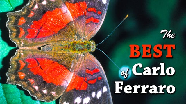 The Best of Carlo Ferraro
