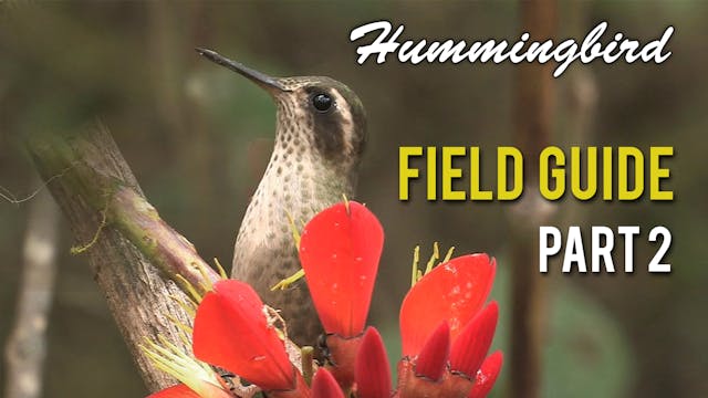 HUMMINGBIRD Field Guide: Part 2
