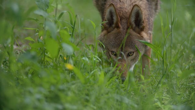 TRAILER Red Wolf Revival