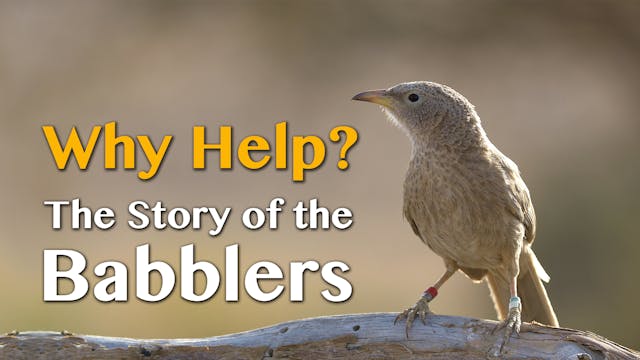 Why Help? The Story of the Babblers