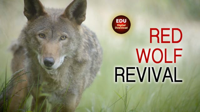 Red Wolf Revival - EDU