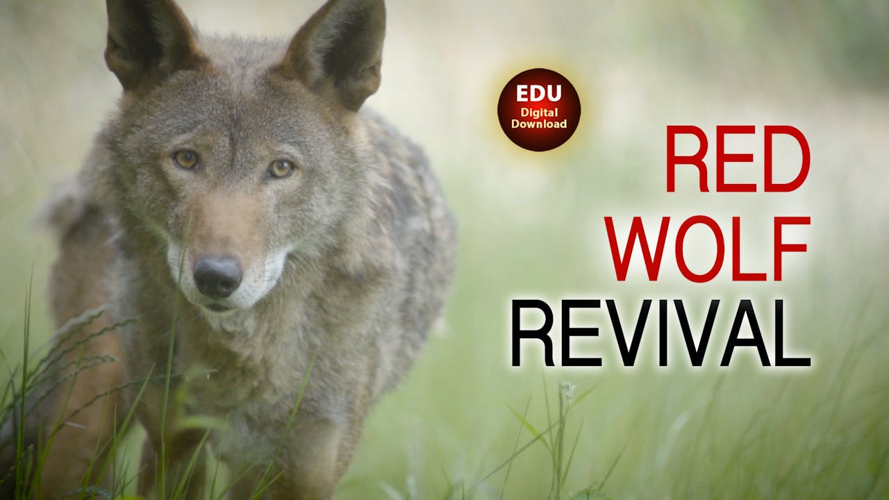 Red Wolf Revival - EDU