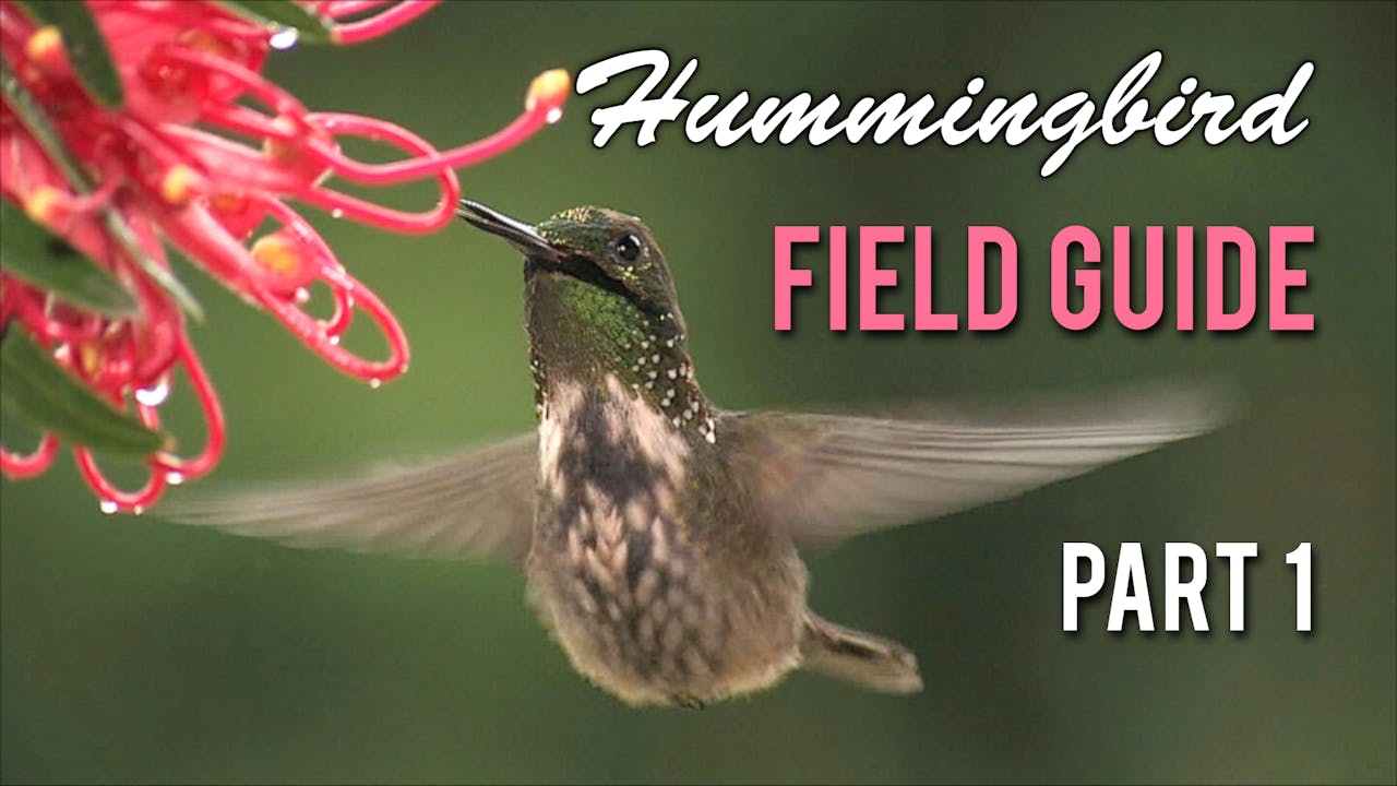 HUMMINGBIRD Field Guide: Part 1