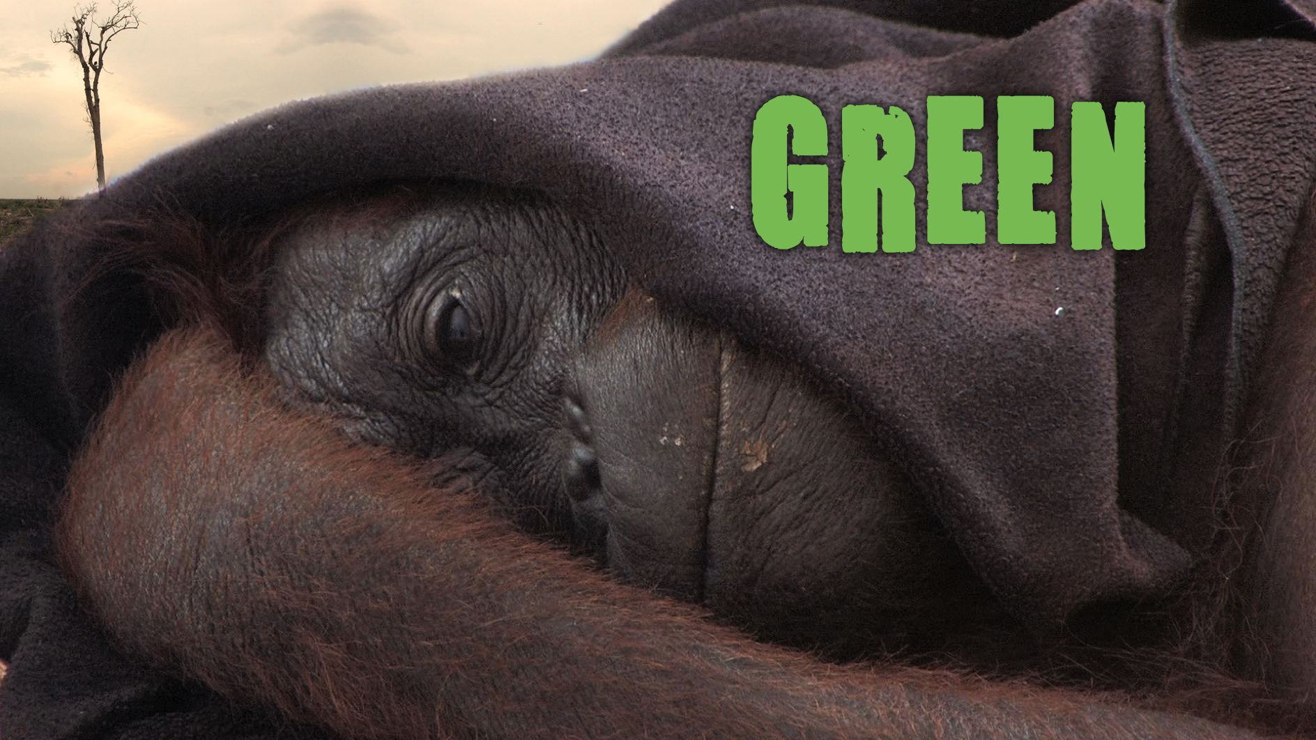 GREEN a film by Patrick Rouxel