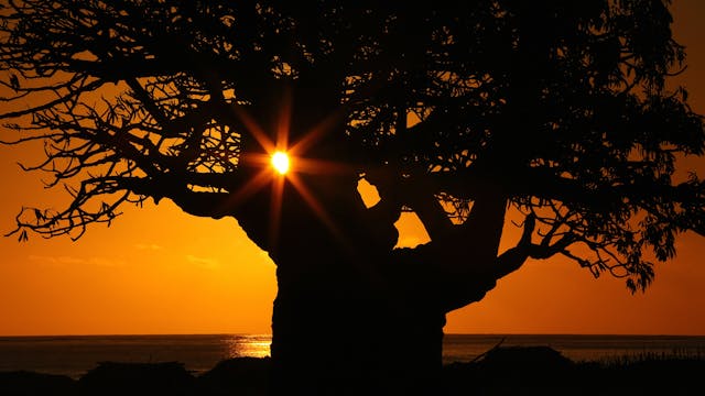 TRAILER - BAOBABS Between Land and Sea