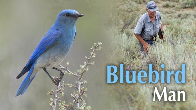 BLUEBIRD MAN