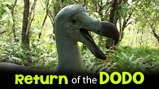 Return of the Dodo