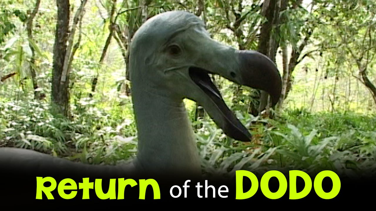 Return of the Dodo – WMODA