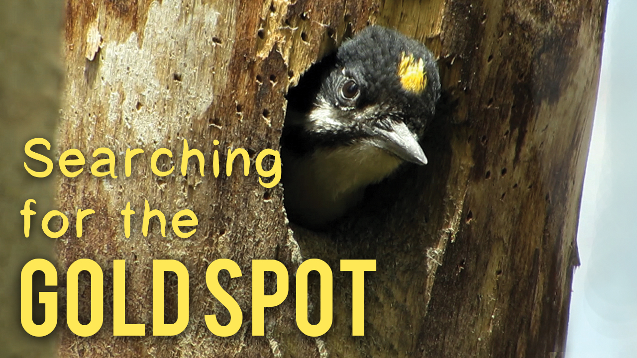 Searching for the Gold Spot