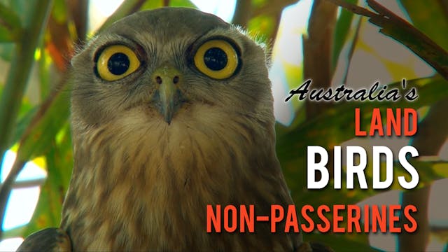 AUSTRALIA'S LAND BIRDS Non-Passerines