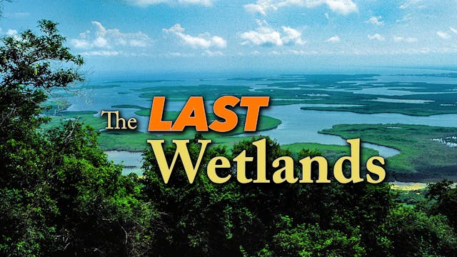 The Last Wetlands