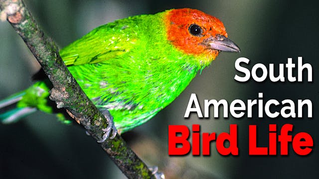  South American Bird Life