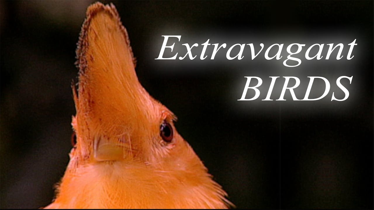 EXTRAVAGANT BIRDS
