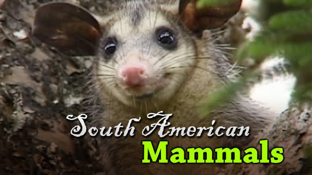 South American Mammals
