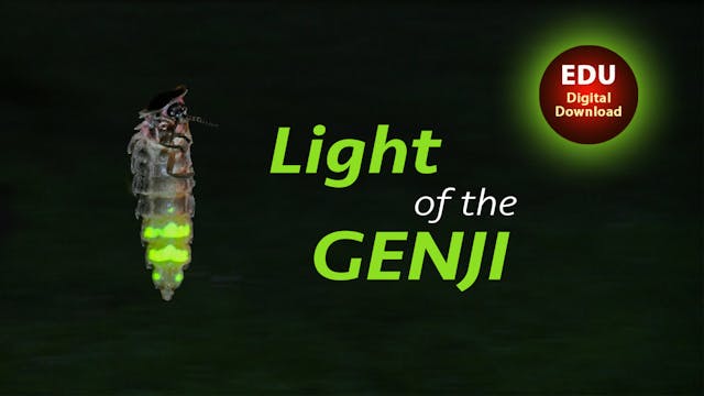 LIght of the Genji - EDU