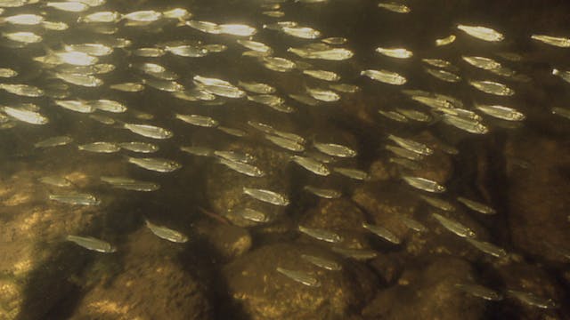 PREVIEW Lake Invaders: The Fight for Lake Huron