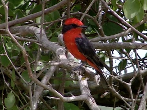 PREVIEW The Life of Birds in South America