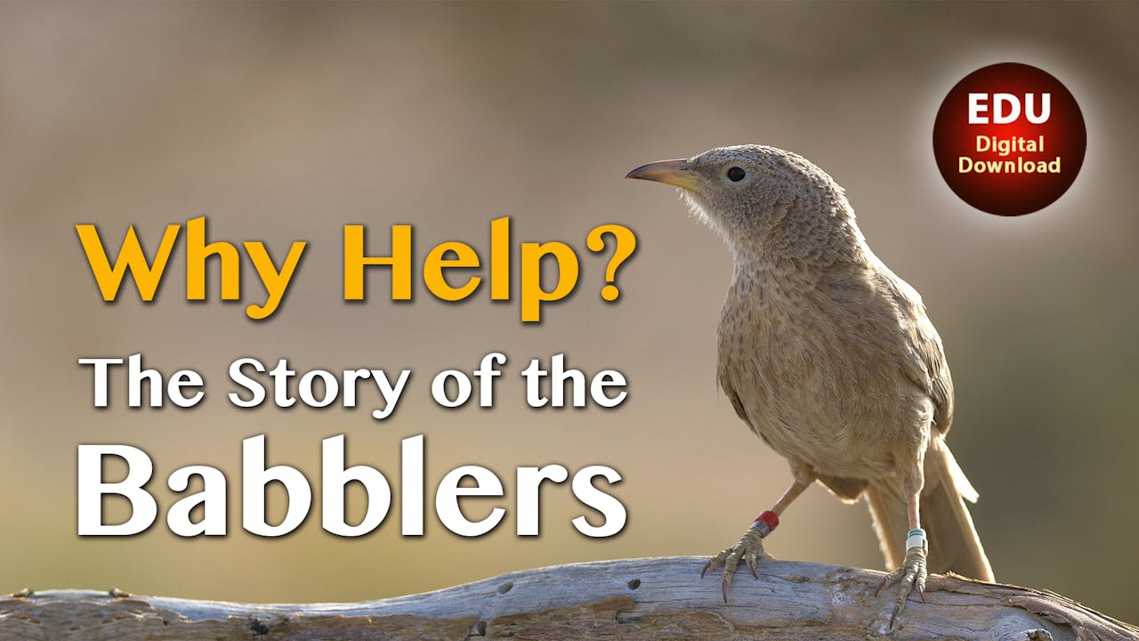 Why Help? The Story of the Babblers - EDU
