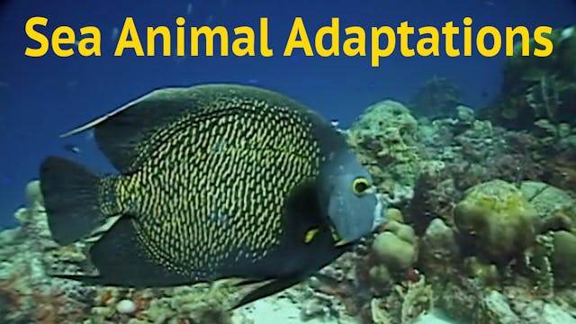 Sea Animal Adaptations