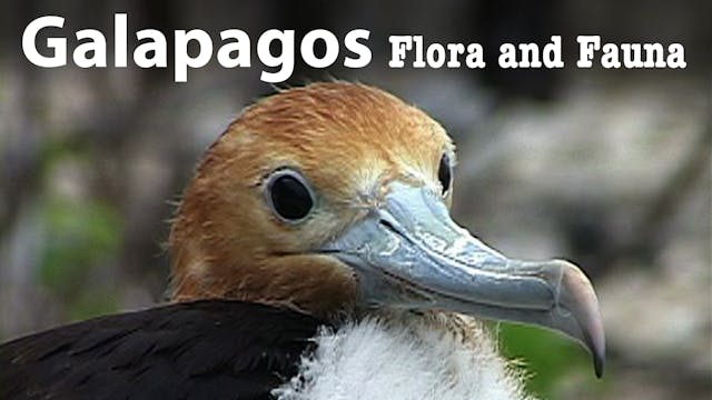 GALAPAGOS: Flora and Fauna