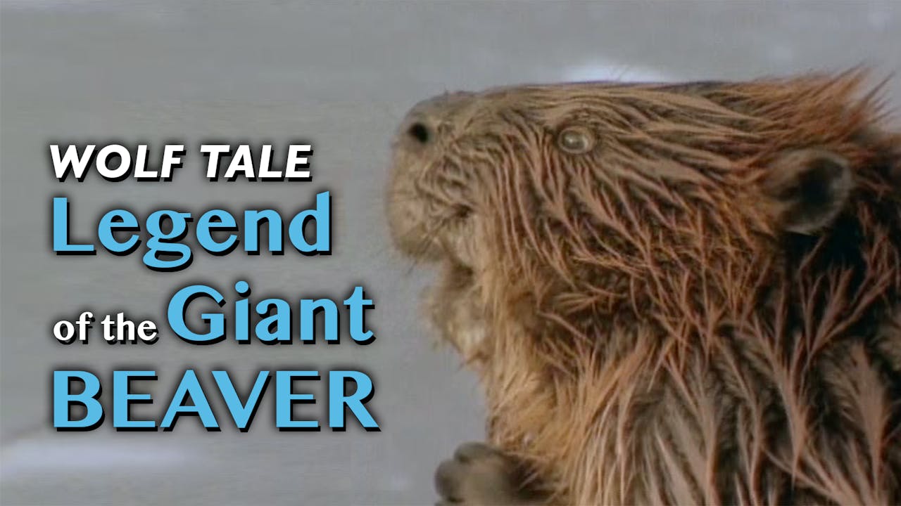 WOLF TALES: Legend of the Giant Beaver