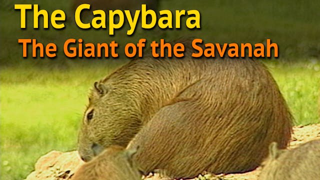 THE CAPYBARA The Giant of the Savannah