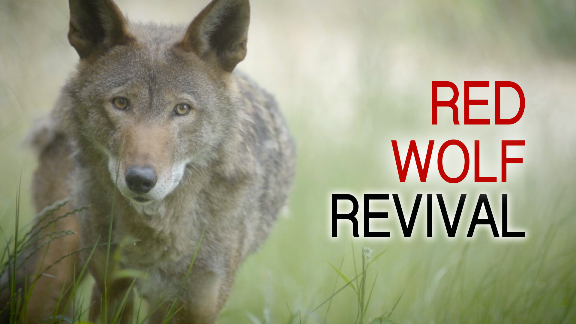 Red Wolf Revival