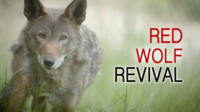 Red Wolf Revival