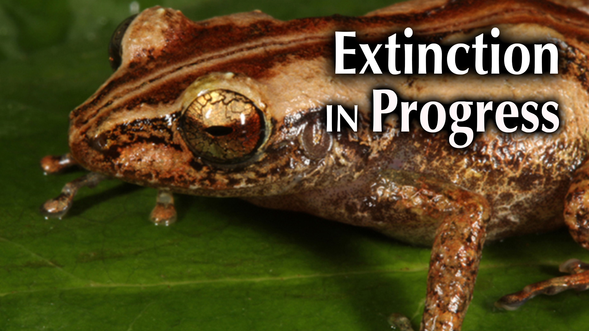 Extinction in Progress