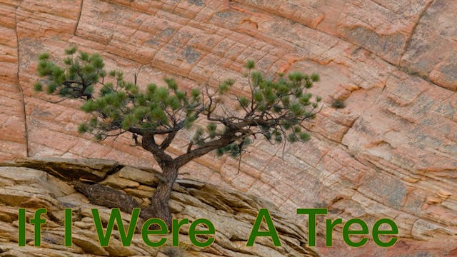 If I Were A Tree